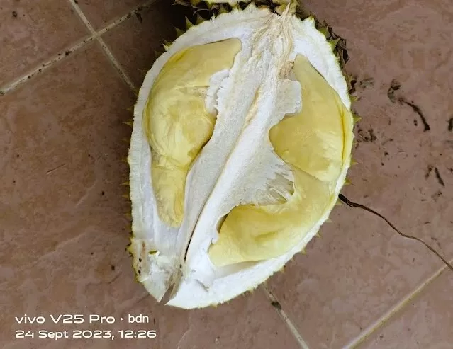 The Durian Fruit: King of Fruits and Its Fascinating Secrets